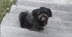 Lost Male Dog last seen Near Ohio Ave, Knoxville, TN 37921