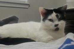 Reunited Female Cat last seen Cranberry Trl, Spring, TX 77373