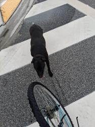 Found/Stray Female Dog last seen Evergreen ln and deerpark ln, Lakeside, FL 32068