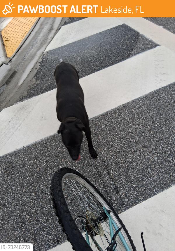 Found/Stray Female Dog last seen Evergreen ln and deerpark ln, Lakeside, FL 32068