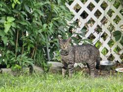 Reunited Unknown Cat last seen Whitehorse Avenue by Pete's Steakhouse, Hamilton Township, NJ 08610