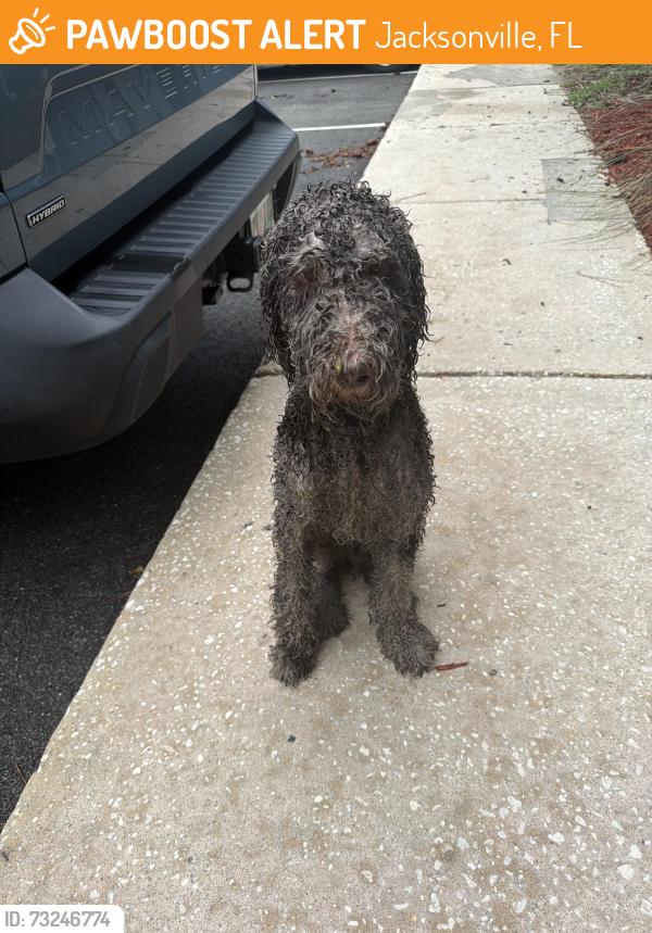 Found/Stray Male Dog last seen The Marley at Trout River, Jacksonville, FL 32218