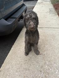 Found/Stray Male Dog last seen The Marley at Trout River, Jacksonville, FL 32218
