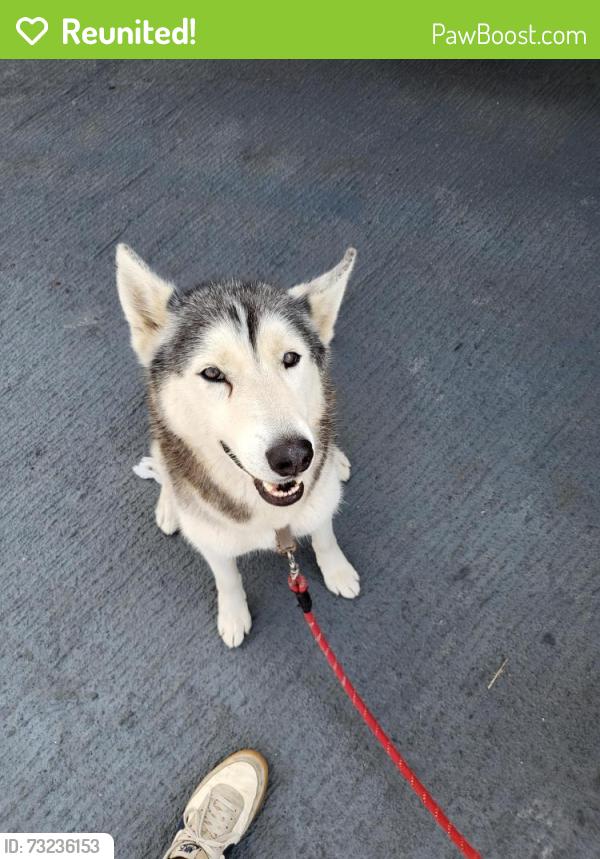 Reunited Female Dog last seen Roscoe and White Oak, Los Angeles, CA 91325