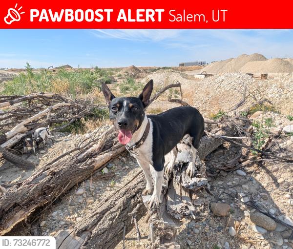 Lost Male Dog last seen Near Woodland Hills Dr, Salem, UT 84653, Salem, UT 84653