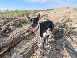 Lost Male Dog last seen Near Woodland Hills Dr, Salem, UT 84653, Salem, UT 84653