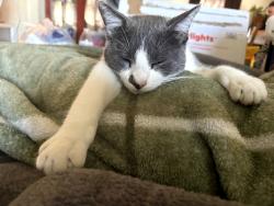 Lost Male Cat last seen Present place, San Antonio, TX 78222