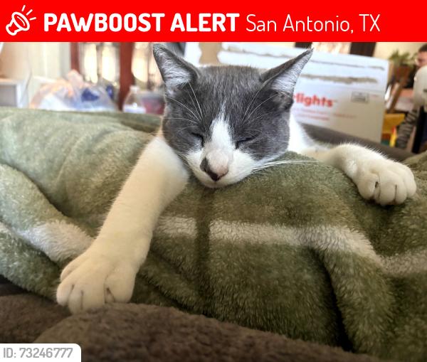 Lost Male Cat last seen Present place, San Antonio, TX 78222