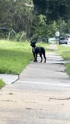 Found/Stray Male Dog last seen hummingbird st, Houston, TX 77035