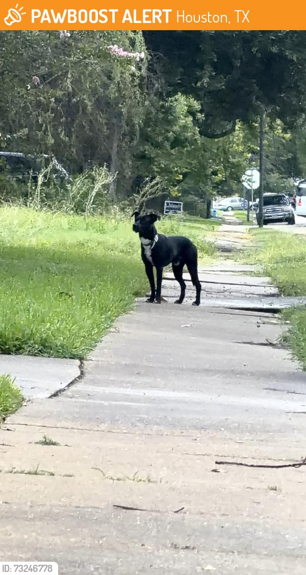Found/Stray Male Dog last seen hummingbird st, Houston, TX 77035