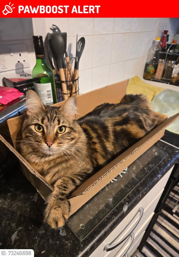 Lost Male Cat last seen Donnington heights, Berkshire, England RG14 3BF