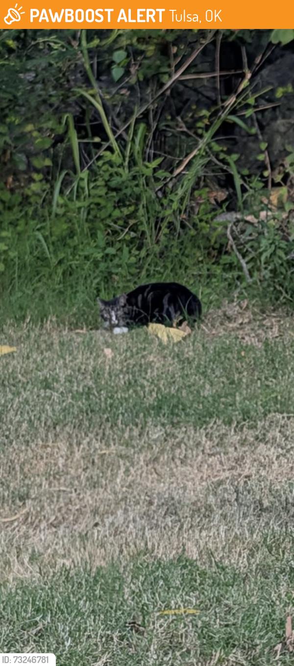 Found/Stray Unknown Cat last seen Near S Kingston Ave Minshall Park, Tulsa, OK 74136