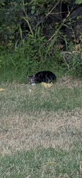 Found/Stray Unknown Cat last seen Near S Kingston Ave Minshall Park, Tulsa, OK 74136