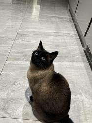Lost Female Cat last seen Saville road, Greater London, England RM6 6DS