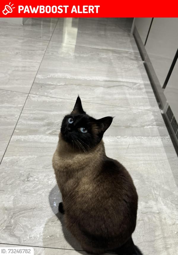 Lost Female Cat last seen Saville road, Greater London, England RM6 6DS