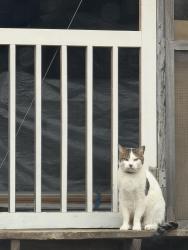 Lost Male Cat last seen FM 2709 and FM 316 N, Eustace, TX 75124