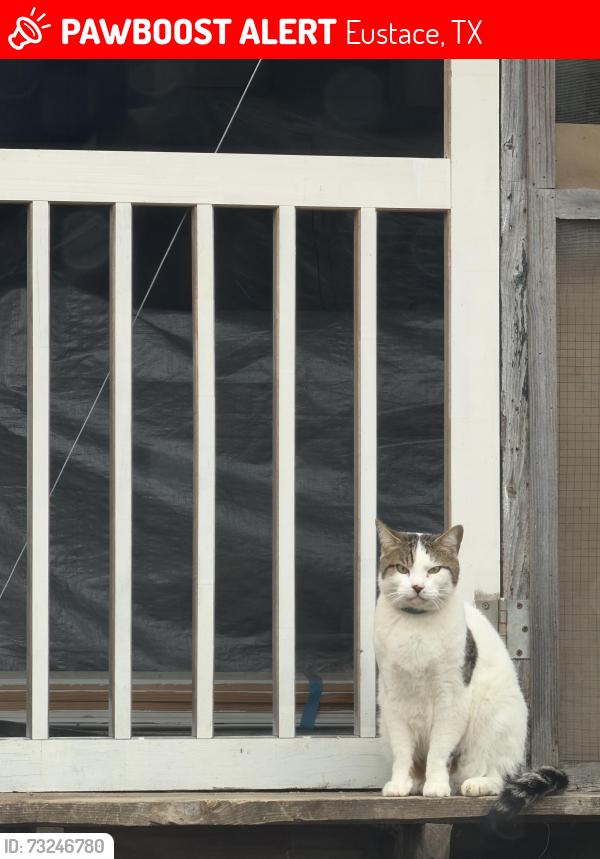 Lost Male Cat last seen FM 2709 and FM 316 N, Eustace, TX 75124