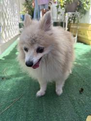 Found/Stray Unknown Dog last seen Windfern and Gessner, Houston, TX 77040