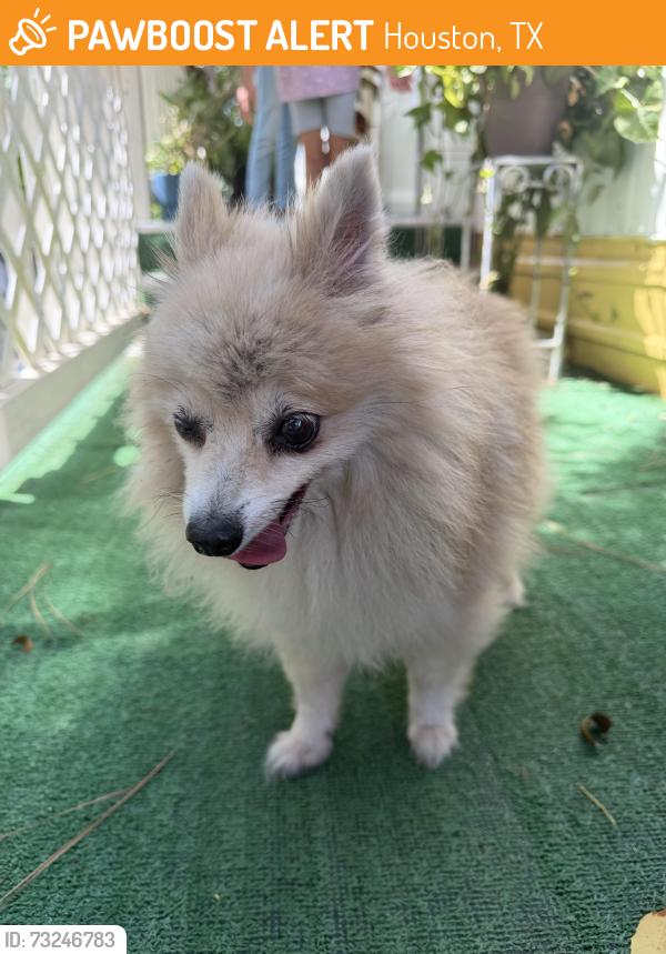 Found/Stray Unknown Dog last seen Windfern and Gessner, Houston, TX 77040