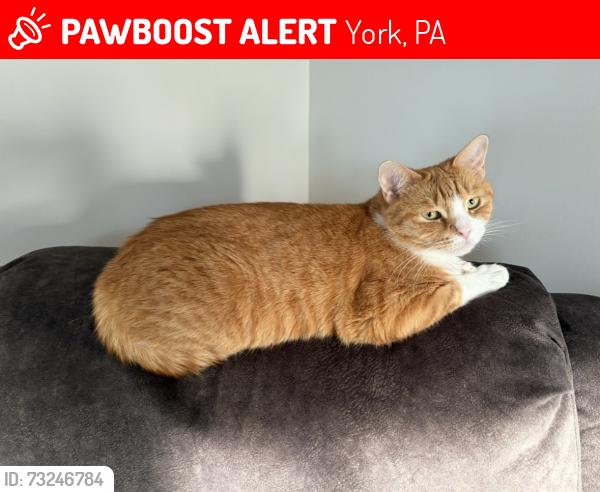 Lost Female Cat last seen Woodside Dr, leaders heights area, York, PA 17402