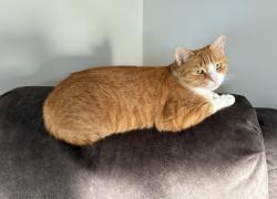 Lost Female Cat last seen Woodside Dr, leaders heights area, York, PA 17402