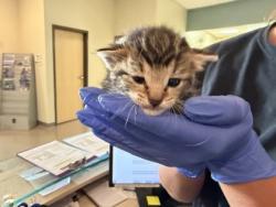Shelter Stray Male Cat last seen Eastern Ave, 43609, OH, 827 Illinois Ave, Maumee, OH 43537, USA