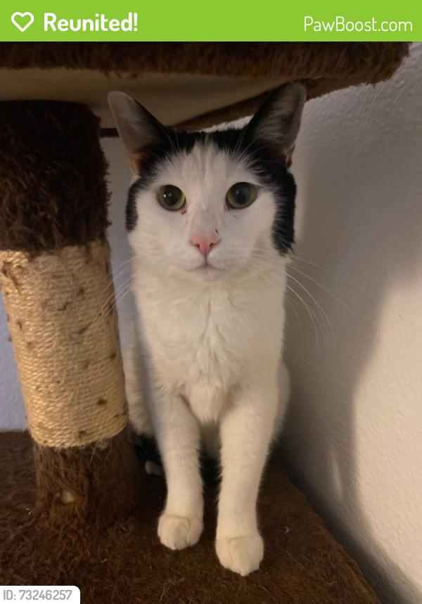 Reunited Male Cat last seen belle terre , hercules ave , zeus, Hercules, CA 94547