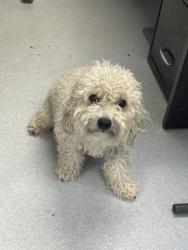 Shelter Stray Male Dog last seen Quail Haven St, City of Alvarado, TX, 602 S Pkwy Dr, Alvarado, TX 76009, USA