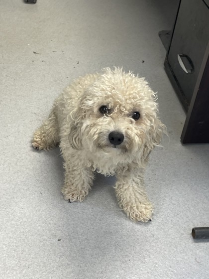 Shelter Stray Male Dog last seen Quail Haven St, City of Alvarado, TX, 602 S Pkwy Dr, Alvarado, TX 76009, USA