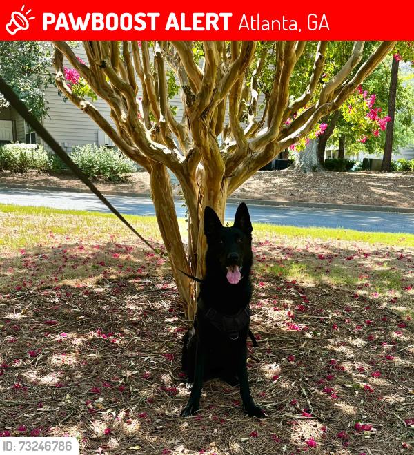 Lost Male Dog last seen Dwell at The View, Atlanta, GA 30318