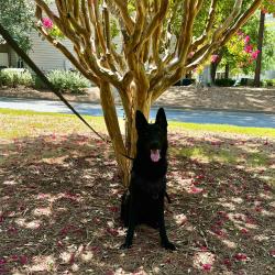 Lost Male Dog last seen Dwell at The View, Atlanta, GA 30318