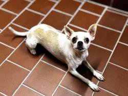 Shelter Stray Female Dog last seen Near S Race St, EVERMAN, TX, 3961 Bluebell Dr, Everman, TX 76140, USA