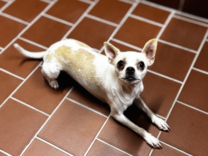 Shelter Stray Female Dog last seen Near S Race St, EVERMAN, TX, 3961 Bluebell Dr, Everman, TX 76140, USA