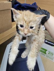 Shelter Stray Unknown Cat last seen Near Wellborn trail, Lithonia GA 30058, 30058, GA, 3280 Chamblee Dunwoody Rd, Chamblee, GA 30341, USA
