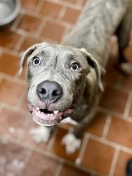 Shelter Stray Male Dog last seen Near Block Of Coury, EVERMAN, TX, 3961 Bluebell Dr, Everman, TX 76140, USA