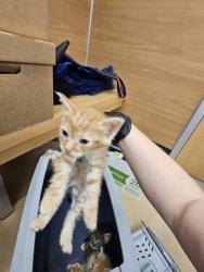 Shelter Stray Unknown Cat last seen Near Wellborn trail, Lithonia GA 30058, 30058, GA, 3280 Chamblee Dunwoody Rd, Chamblee, GA 30341, USA