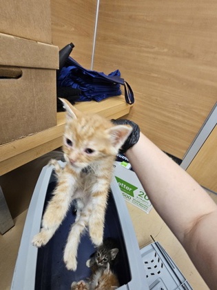 Shelter Stray Unknown Cat last seen Near Wellborn trail, Lithonia GA 30058, 30058, GA, 3280 Chamblee Dunwoody Rd, Chamblee, GA 30341, USA