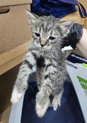 Shelter Stray Unknown Cat last seen Near Wellborn trail, Lithonia GA 30058, 30058, GA, 3280 Chamblee Dunwoody Rd, Chamblee, GA 30341, USA