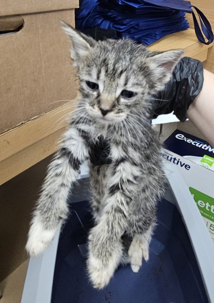 Shelter Stray Unknown Cat last seen Near Wellborn trail, Lithonia GA 30058, 30058, GA, 3280 Chamblee Dunwoody Rd, Chamblee, GA 30341, USA