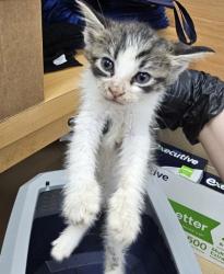 Shelter Stray Unknown Cat last seen Near Wellborn trail, Lithonia GA 30058, 30058, GA, 3280 Chamblee Dunwoody Rd, Chamblee, GA 30341, USA