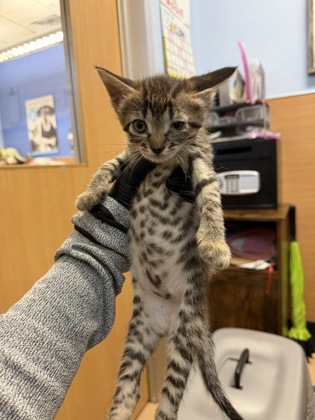 Shelter Stray Female Cat last seen Near Paula CT, 30038, GA, 3280 Chamblee Dunwoody Rd, Chamblee, GA 30341, USA