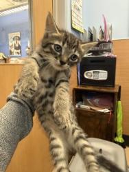 Shelter Stray Male Cat last seen Near Paula CT, 30038, GA, 3280 Chamblee Dunwoody Rd, Chamblee, GA 30341, USA