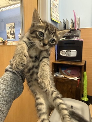 Shelter Stray Male Cat last seen Near Paula CT, 30038, GA, 3280 Chamblee Dunwoody Rd, Chamblee, GA 30341, USA