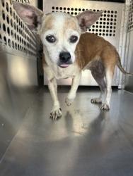 Shelter Stray Female Dog last seen Near E HARVEY AVE, Central District, TX, 355 Hillshire Dr, Haslet, TX 76052, USA