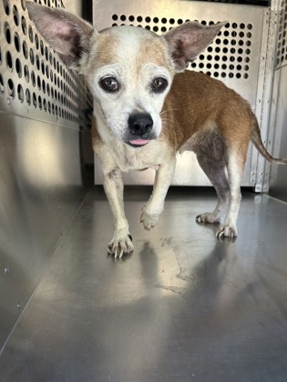 Shelter Stray Female Dog last seen Near E HARVEY AVE, Central District, TX, 355 Hillshire Dr, Haslet, TX 76052, USA