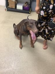 Shelter Stray Male Dog last seen , , TX, 355 Hillshire Dr, Haslet, TX 76052, USA
