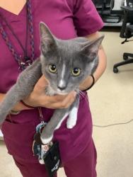 Shelter Stray Male Cat last seen Near WELLESLEY AVE, South District, TX, 355 Hillshire Dr, Haslet, TX 76052, USA