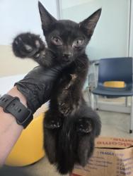 Shelter Stray Male Cat last seen Near Dax Dr, North District, TX, 355 Hillshire Dr, Haslet, TX 76052, USA
