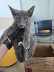 Shelter Stray Female Cat last seen Near Dax Dr, North District, TX, 355 Hillshire Dr, Haslet, TX 76052, USA