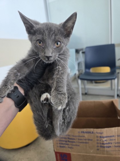 Shelter Stray Female Cat last seen Near Dax Dr, North District, TX, 355 Hillshire Dr, Haslet, TX 76052, USA